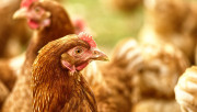 Птичият грип засегна най-много ферми в България и Унгария, браншът настоява за ваксина - Agri.bg