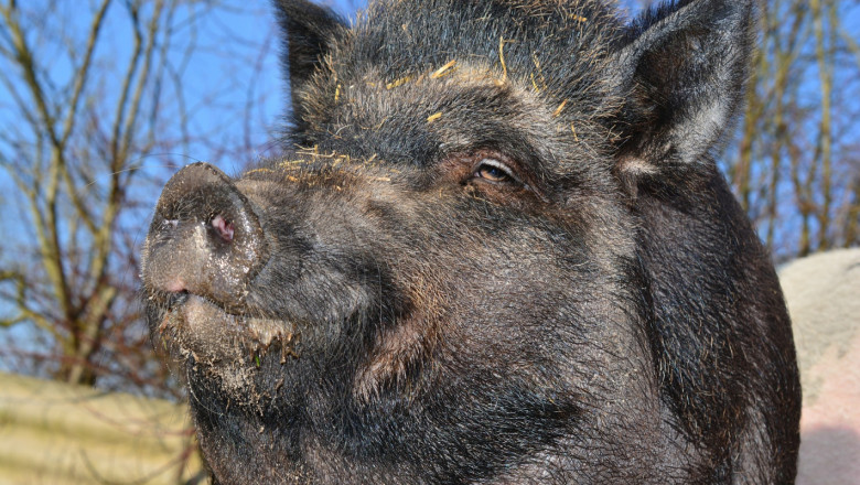 Все още откриват Африканска чума по свинете в Северозапада