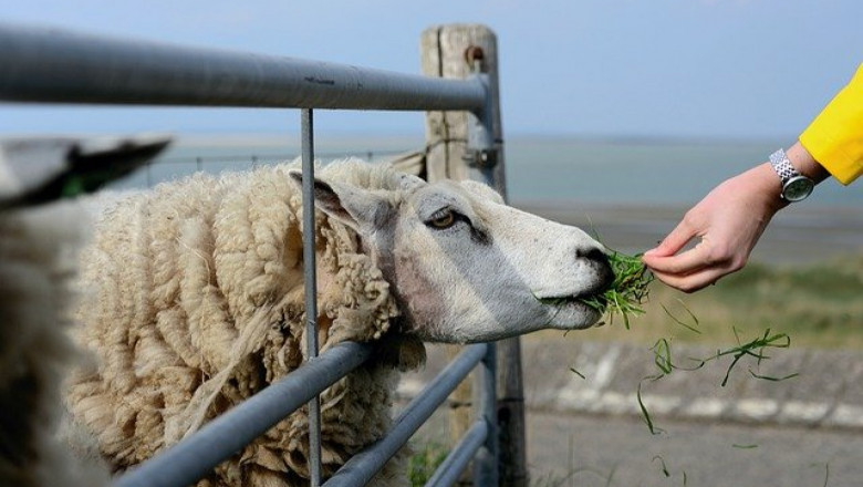 3 болести по овцете заради неправилно хранене