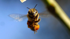 Сребрин Илиев: Безумие е пчелин да бъде животновъден обект