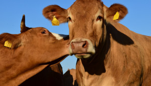 Какво ни казахте: Горна граница за субсидиране на млечни крави е абсурд