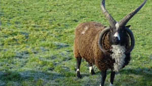 Разкриха тайната на четирирогите кози и овце
