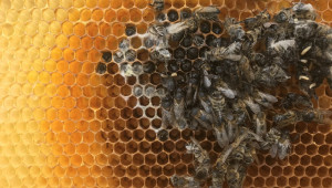 Липсата на храна в този сезон е най-опасна за пчелите