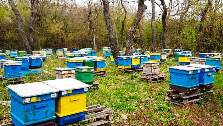 Абсурд: Пчелари и бюрократи едни срещу други