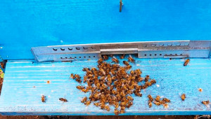 Абсурд: Пчелари и бюрократи едни срещу други - Снимка 2