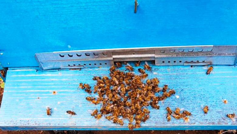 Абсурд: Пчелари и бюрократи едни срещу други