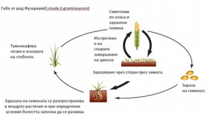 Фитосанитарна оценка на посевите от пшеница - Снимка 3