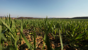 Фитосанитарна оценка на посевите от пшеница