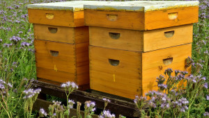 Как да се погрижим за пчелите през пролетта?