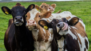 Съвети: План за раждане при млечните крави