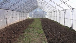 Стопанин: И в Северозападна България домат може да се сади рано