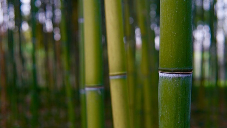 Защо френски фермери гледат бамбук?
