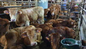 Трагедия: Почти 900 говеда ще бъдат убити след месеци прекарани на кораб