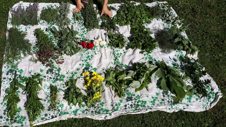 Най-малките земеделци в Добрич ще отглеждат билки