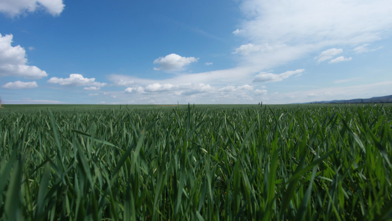 Първи прогнози: Пшеницата ще се възстанови до 5,8 млн. тона