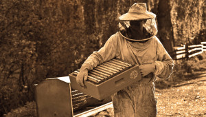Какво ни казахте: Масови загуби на пчелни семейства