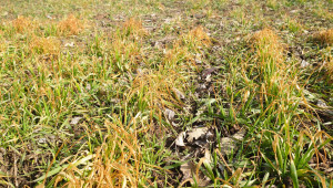 На дневен ред: Подхранване на пшеницата в Добруджа - Agri.bg