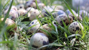 Агроиновации: Лиофилизация в производството на пъдпъдъчи яйца