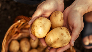 Съвети: Растителна защита при картофопроизводството