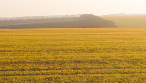 Обследват пшеницата в житницата на България