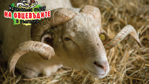 Над 1000 чистопородни животни ще покаже Съборът на овцевъдите - Снимка 2