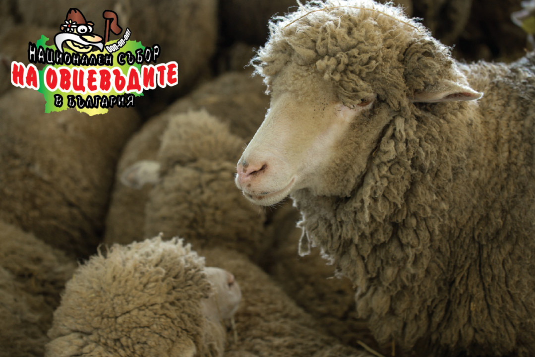 Над 1000 чистопородни животни ще покаже Съборът на овцевъдите
