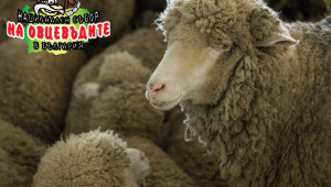 Над 1000 чистопородни животни ще покаже Съборът на овцевъдите - Снимка 3