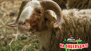 Над 1000 чистопородни животни ще покаже Съборът на овцевъдите - Снимка 4