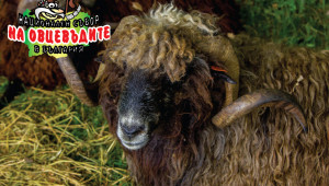 Над 1000 чистопородни животни ще покаже Съборът на овцевъдите - Снимка 5