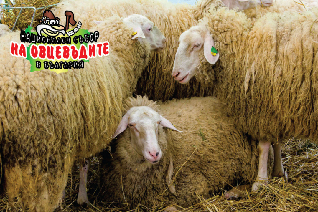 Над 1000 чистопородни животни ще покаже Съборът на овцевъдите