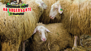 Над 1000 чистопородни животни ще покаже Съборът на овцевъдите - Снимка 6