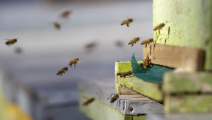 Пчеларите могат да реализират проектите си по Пчеларската програма  чрез кредит