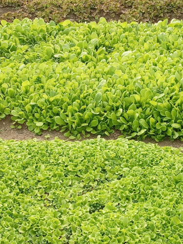 Разсад салати, Арпаджик, Чесън - Снимка 2
