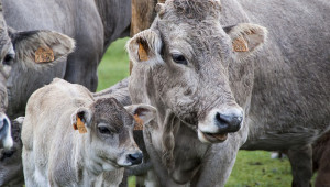 Университет страртира програма за Интелигентно животновъдство