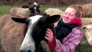 Хора гушкат овце срещу депресия от локдауна