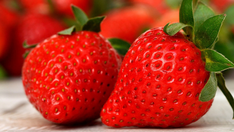 Изисквания към климат, месторастениe и почва за отглеждане на ягоди