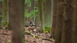 Заразени диви прасета в дивечовъдните участъци на Асарел-Медет