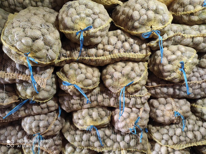 Семена картофи - Снимка 1