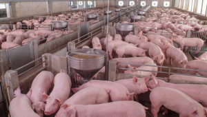 Европейският пазар отново отваря врати за българското свинско