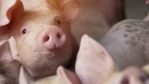 Свиневъд от севера: Преработвателите на юг не искат нашето месо