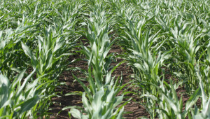 Тест: Нулевата обработка на царевица намалява парниковите газове