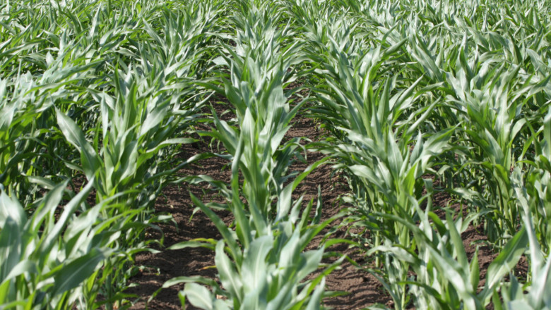 Тест: Нулевата обработка на царевица намалява парниковите газове