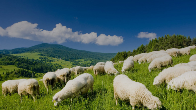 Агроиновации: Интернет платформа „Всичко за овцете“ на НОКА