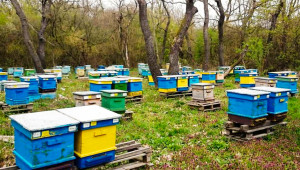 Отрицателната тенденция продължава: Масов отказ от пчеларство!