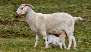 У нас търсят лек за COVID- 19 в коластра от ваксинирани кози - Agri.bg