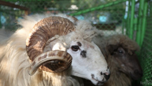Експерт: Какви са заплахите пред местните породи овце и кози?