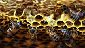 Силно пчелно семейство: Как да го постигнем?