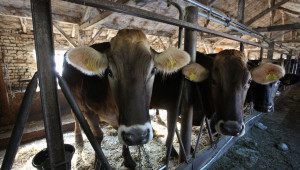 Крави мизерстват, собственикът е бил в кома - Agri.bg
