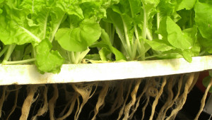 Полезно: Как се отглеждат зеленчуци без почва?