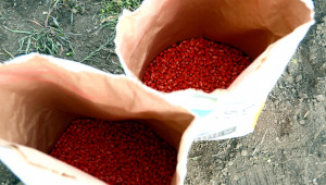 Идва кампания: Зачестяват кражбите на семена от зърнобази